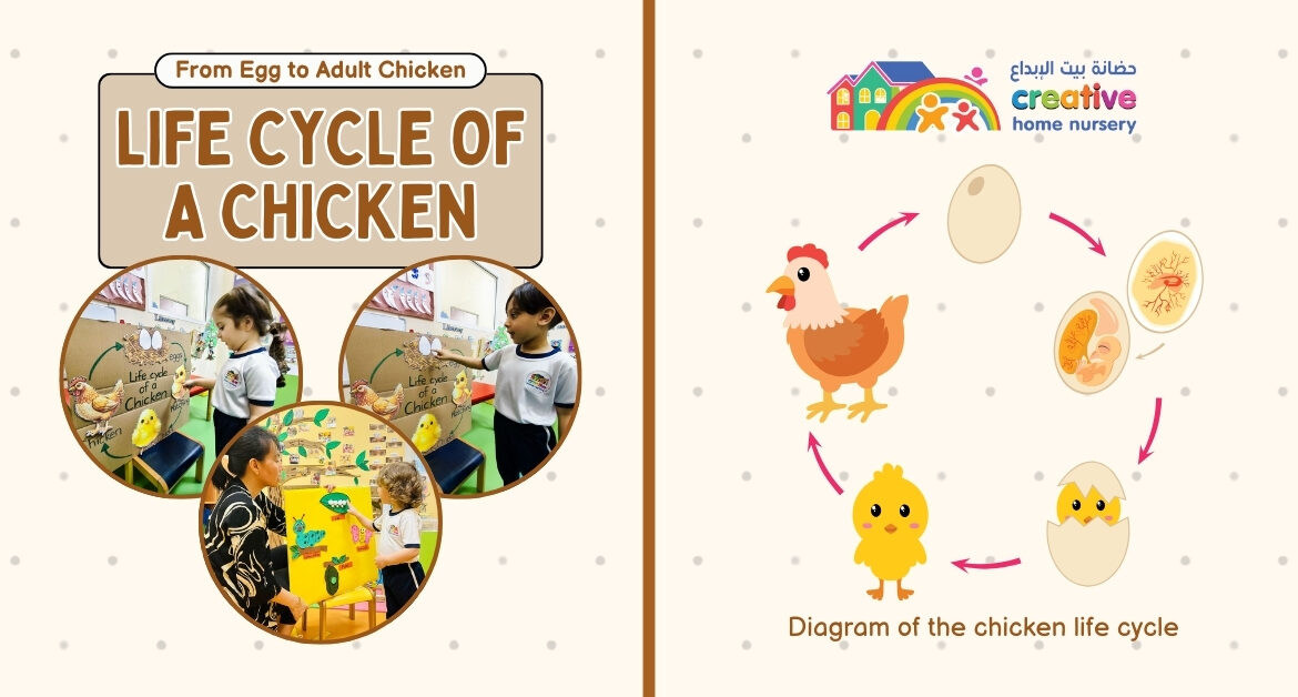 Life-Cycle-Day