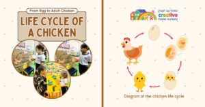 Life-Cycle-Day